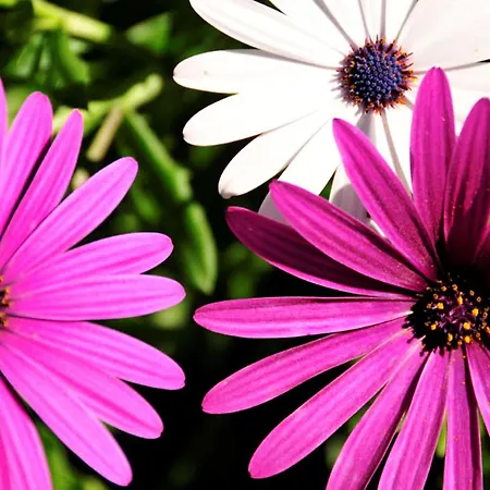 Quadradinhos 21q 4 Bedroooms Private Pool * Vale do Lobo